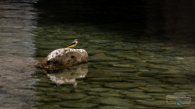 photo bergeronnette des ruisseaux verdon